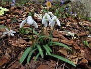 48 Bucanevi (Galanthus nivalis) ed ellebori (Helleborus niger)